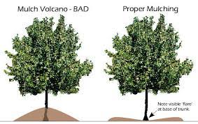 The Nitty Gritty Potager Tree Mulch Landscaping Around Trees Mulching