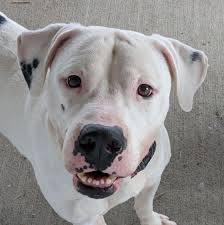 Big Black Brown White Dog American Bulldog Mix Lisbon Oh R Nadult Male Large Tricolor Brown Black White R Nhi There My Name Is Legend Best Big Dog Breeds Dog Friends Dog Pounds