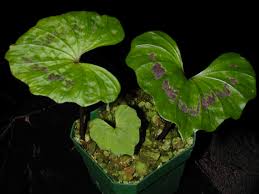 Image result for Nervilia petraea