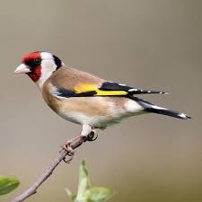 Die amsel zählt zu den gefiederten gästen, die sie in ihrem garten wohl am häufigsten beobachten können. Einheimische Vogelarten Die Haufigsten Heimischen Vogel Im Portrat