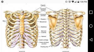 The anatomy of a floating rib. Pin By Vanessa Grownindirt On Touch For Health Anatomy Bones Human Skeleton Anatomy Joints Anatomy