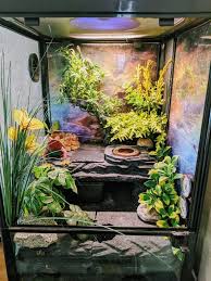 My Leopard Gecko Terrarium Gecko Terrarium Leopard Gecko Leopard Gecko Terrarium