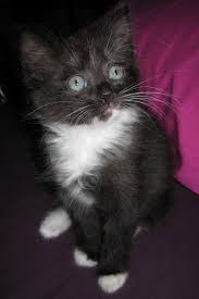However, this variant is not accepted by any major dad was a black medium haired cat and mom a ragdoll. 26 Black Ragdoll Pictures And Photos