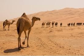 In fact, the special immune system of camels is being used by the homeland security of the usa to make biosensors to biological warfare substances. Camel Milk Coffee Is Now Being Served In A Uk Cafe