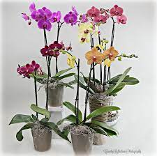 Pin On Urban Jungle Orchids