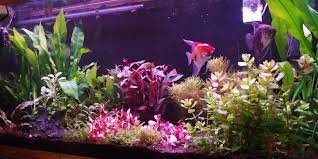 Maybe you would like to learn more about one of these? 15 7 Plant Substrates