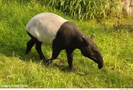 Start solving your favorite jigsaw puzzle now! Tapir Malay Play Jigsaw Puzzle For Free At Puzzle Factory