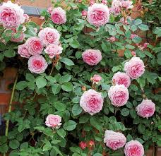 We did not find results for: Absolutely Beautiful Flowers