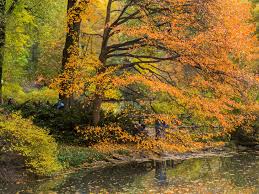 Flower valley combines the pristine beauty of nature with luxurious amenities to pamper all your senses. What Are Central Park S Most Colorful Fall Central Park Conservancy