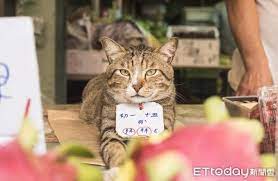 市場 超肥美菜虎 1斤只賣55元客人見箱內2坨球暴動 全包了 圖 貓友debbie提供 cute pictures animals cats