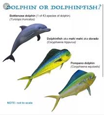 Mahi mahi or dolphin fish. What Is A Dolphin Is It A Fish Quora