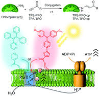 Find the perfect plant cell chloroplast stock photo. Augmenting Photosynthesis Through Facile Aiegen Chloroplast Conjugation And Efficient Solar Energy Utilization Materials Horizons Rsc Publishing