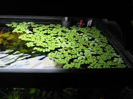 Aquarium Plants Archives Aquarist Courses
