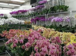 Downtown los angeles community offering convenient access to future l.a. Flower Market Los Angeles 2021 All You Need To Know Before You Go With Photos Tripadvisor
