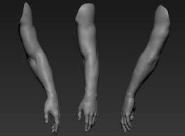 3d Hand Zbrush Body Anatomy Arm Anatomy Zbrush