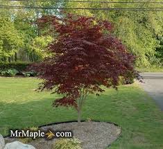 Buy Acer Palmatum Bloodgood Red Japanese Maple Tree Mr Maple Buy Japanese Maple Trees Japanese Maple Tree Dwarf Japanese Maple Maple Trees Types
