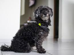 Dogs who showed symptoms had a median survival of 8 months compared to 18 months in those without symptoms. Life Expectancy Of Hepatocellular Carcinoma In Dogs Liver Tumor Dog Discoveries