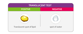 Tests Of Oils And Fats Chemistry Practicals Class 12