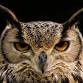 Autumn Owls - Natural History Museum at Tring, The Walter Rothschild Building, Akeman St Event Image