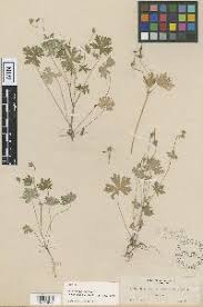 Image result for Geranium aculeolatum