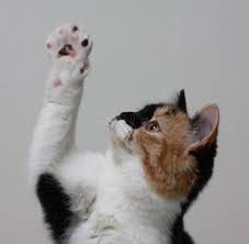 Rechts Oder Linkspfoter Bei Katzen Entscheidet Das Geschlecht Welt