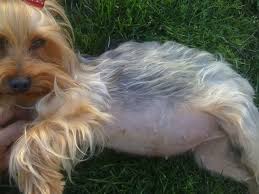 Gebelik Ve Dogum Kopekler De Gebelik Yorkshire Terrier Turkiye Bilgi Facebook
