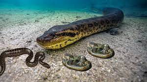 Giant Anaconda Captured With 3 Small Kids Underwater Giant Anaconda Snake Facts Anaconda