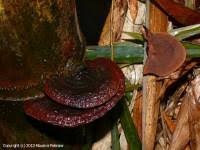 Image result for Phellinus gilvus