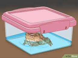 See full list on reptilepetsrock.com 3 Ways To Keep A Wild Caught Toad As A Pet Wikihow