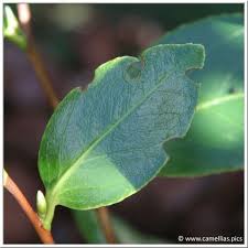 Brown flowers or brown patches on flowers in spring is a symptom of a fungal disease known as flower blight. Camellia Diseases Plant Leaves Camellia Flower Garden