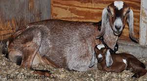 Most goat species have a gestational period of around 150 days. 10 Ways To Recognize Goat Labor Signs Backyard Goats