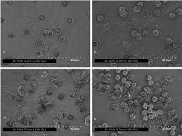 Maybe you would like to learn more about one of these? Scanning Electron Microscopy Images Of Red Blood Cells Rbcs A Rbcs Download Scientific Diagram