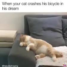 Selain mudah bersahabat denan manusia, hewan ini juga termasuk mudah diajari gaya hidup bersih. Viral Malaysia Bila Kucing Ni Mimpi Tengah Naik Basikal