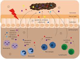 Image result for Stool Lactoferrin