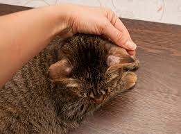 Some instances are quite normal, while other hair loss. 5 Ailments Hair Loss In Cats Can Be A Symptom Of The Catnip Times