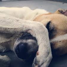 Your veterinary questions answered online in minutes. Ask The Vet How To Help A Choking Dog Dog Discoveries