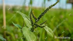 Image result for Amaranthus viridis
