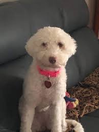 Lost puppy in Desert Estates South