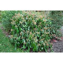 It is commonly called persian ivy or colchis ivy. Hedera Colchica Pflanzen Fur Dich De 5 95