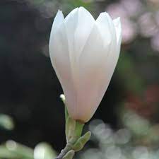 Magnolia Rhs Magnolia Soulangeana Shrubs Plants Uk