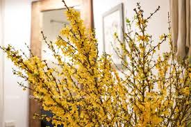 Có thuận tiện cho giáo viên sử dụng tư liệu giảng bài hoặc làm đề kiểm tra thuận tiện cho phụ huynh trong việc giao bài tập, kèm cặp con học Hoa Mai Má»¹ Forsythia Hoa Táº¿t 2021 Nháº­p Kháº©u Ha Lan Shop Hoa TÆ°Æ¡i Bonn Vn