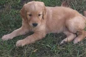 Wantedoldmotorcycles.com) pic hide this posting restore restore this posting Adorable Golden Doodle Puppies For Sale In Oak Grove Minnesota Classified Americanlisted Com