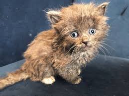 Kitten Half The Size Of His Big Brother Has Incredible Will To Live Kittens The Incredibles Kitten Names