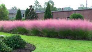 Muhlenbergia Capillaris Pink Muhly Grass Gulf Muhly Late Etsy Grasses Landscaping Flower Landscape Ornamental Grasses
