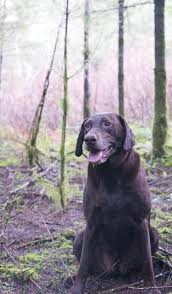 Often times, the truffle hogs are house pets of truffle hunters and they get rewarded by their owners handsomely if they are skilled and disciplined enough. Truffle Trackers How Dogs And Humans Help Ecology And Gastronomy In Oregon Food The Guardian
