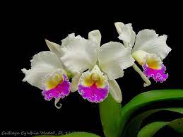 Pin On Orchid Flowers 1