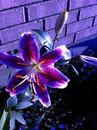 These flowers look like they stepped right off the death star, resembling the mask of popular star wars character darth vader. Viewing Gallery For Purple Tiger Lilies Lily Flower Purple Flowers Tiger Lily