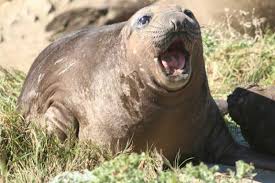 We did not find results for: Swedia Izinkan Perburuan Anjing Laut Untuk Lindungi Stok Ikan Antara News