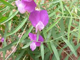 Image result for Lathyrus