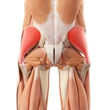 And when our hip flexors tighten it causes a lot of problems in ordinarily healthy and active people, like us. Hip Muscle Strain Hip Muscle Injury Pain Physiotherapist Pretoria